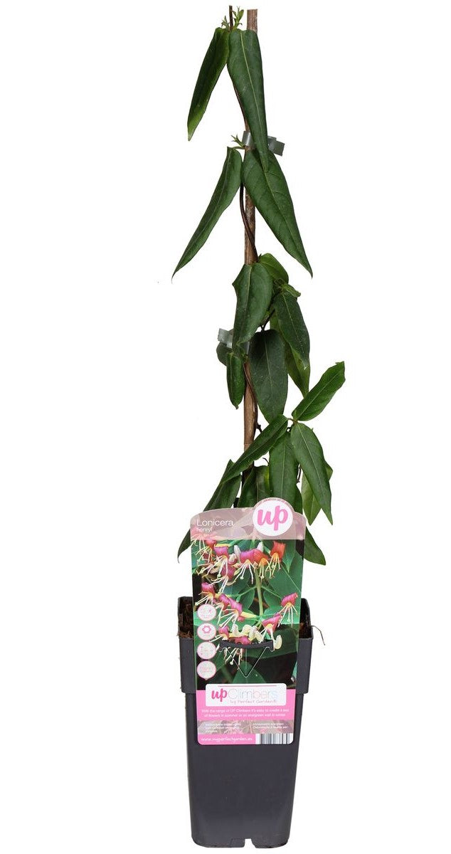 Lonicera 'Henryi'