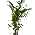 Kentia Palm