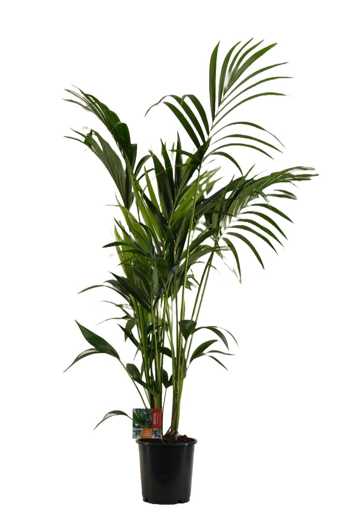 Kentia Palm