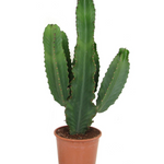 Euphorbia ingens