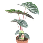 Alocasia Pink Dragon