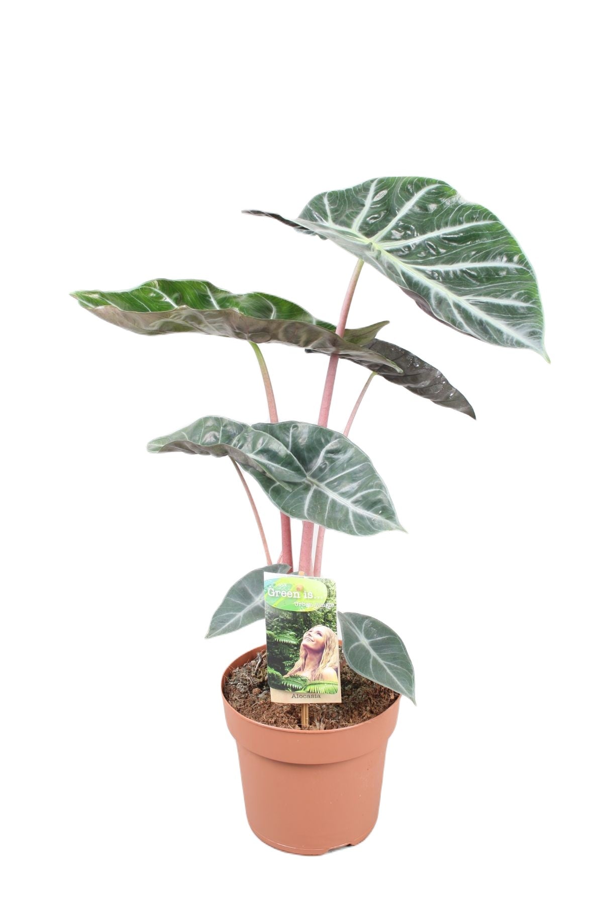 Alocasia Pink Dragon