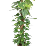 Epipremnum Aureum (met mosstok)