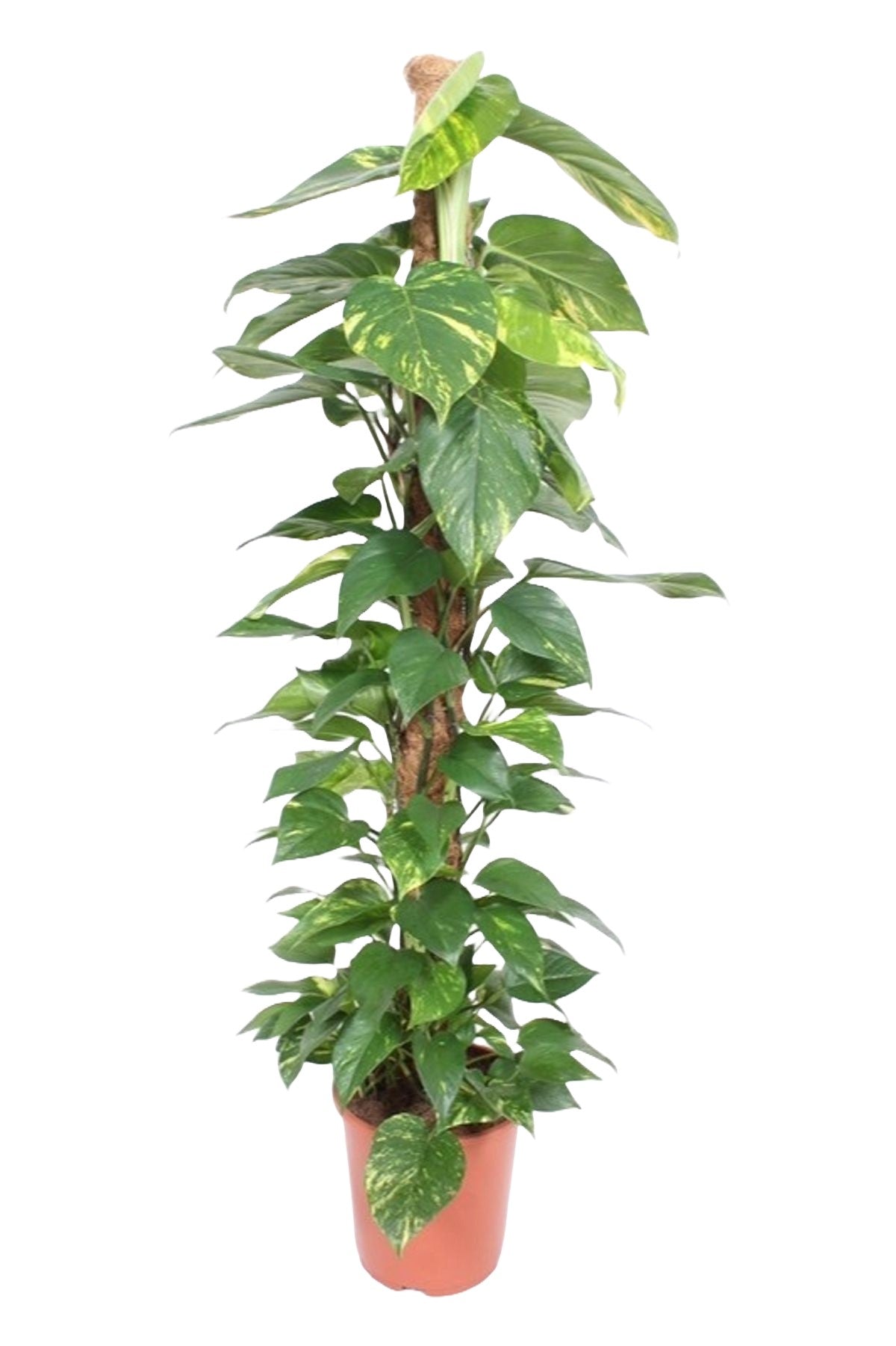 Epipremnum Aureum (met mosstok)