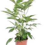 Schefflera actinophylla ' Amate’