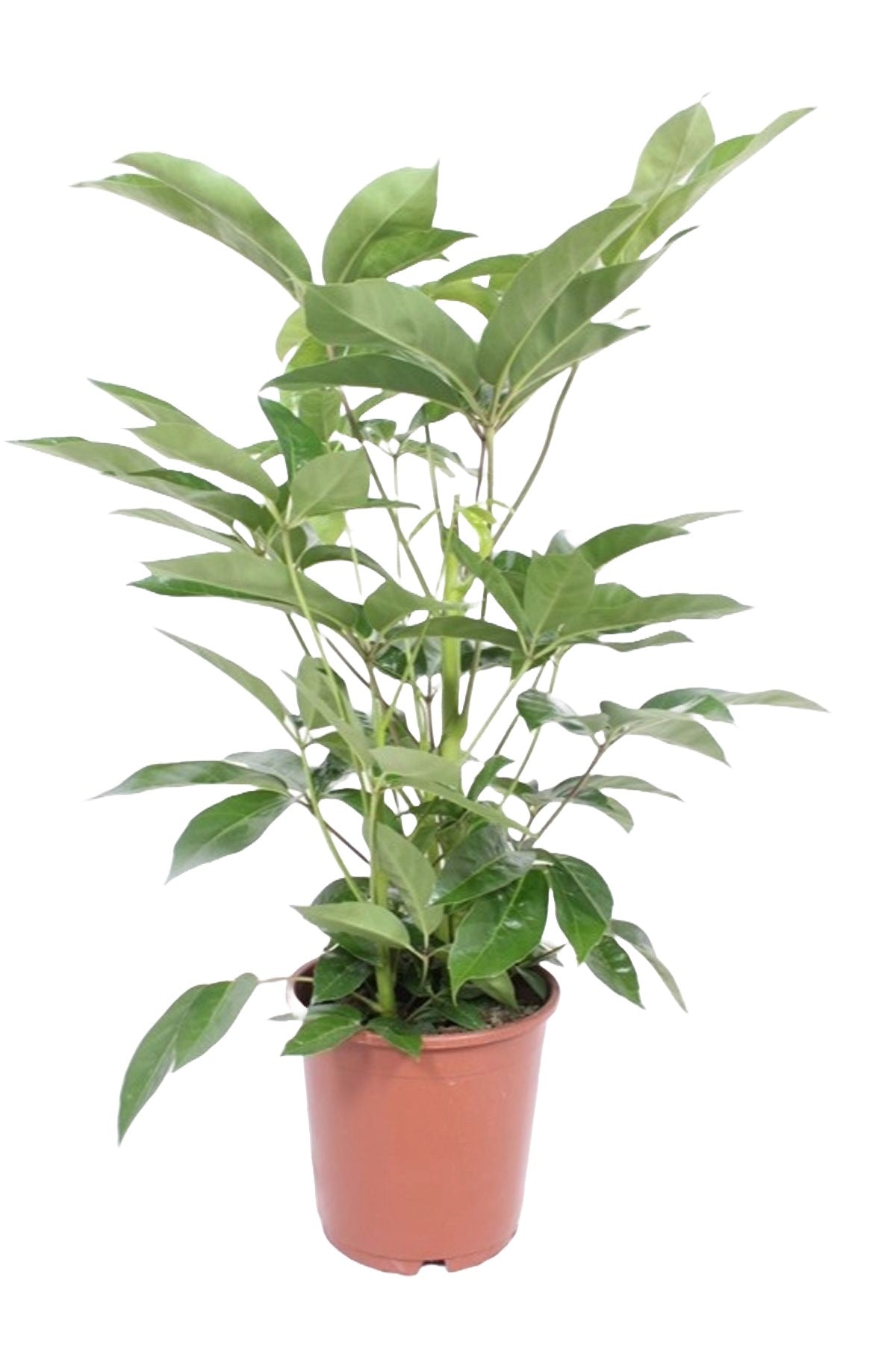 Schefflera actinophylla ' Amate’