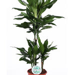 Dracaena Janet Lind
