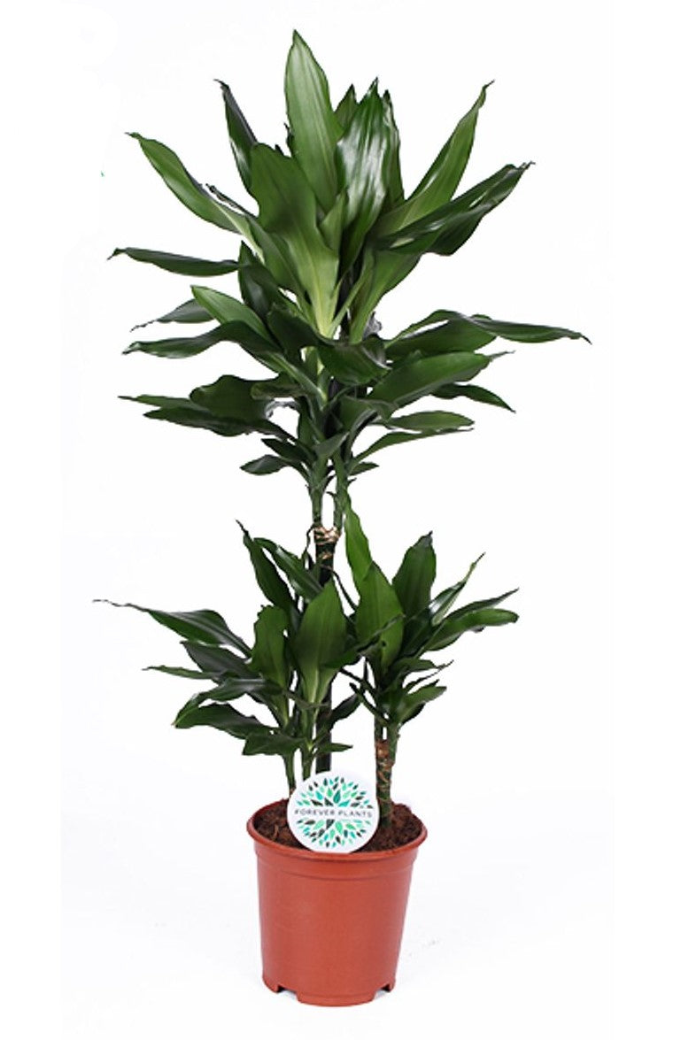 Dracaena Janet Lind