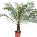 Phoenix roebelenii