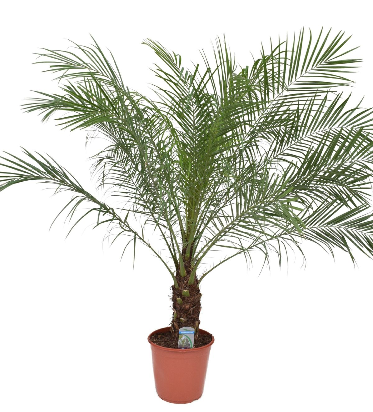 Phoenix roebelenii