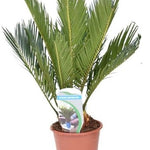 Cycas Revoluta