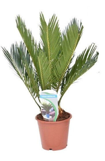 Cycas Revoluta
