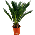 Cycas revoluta