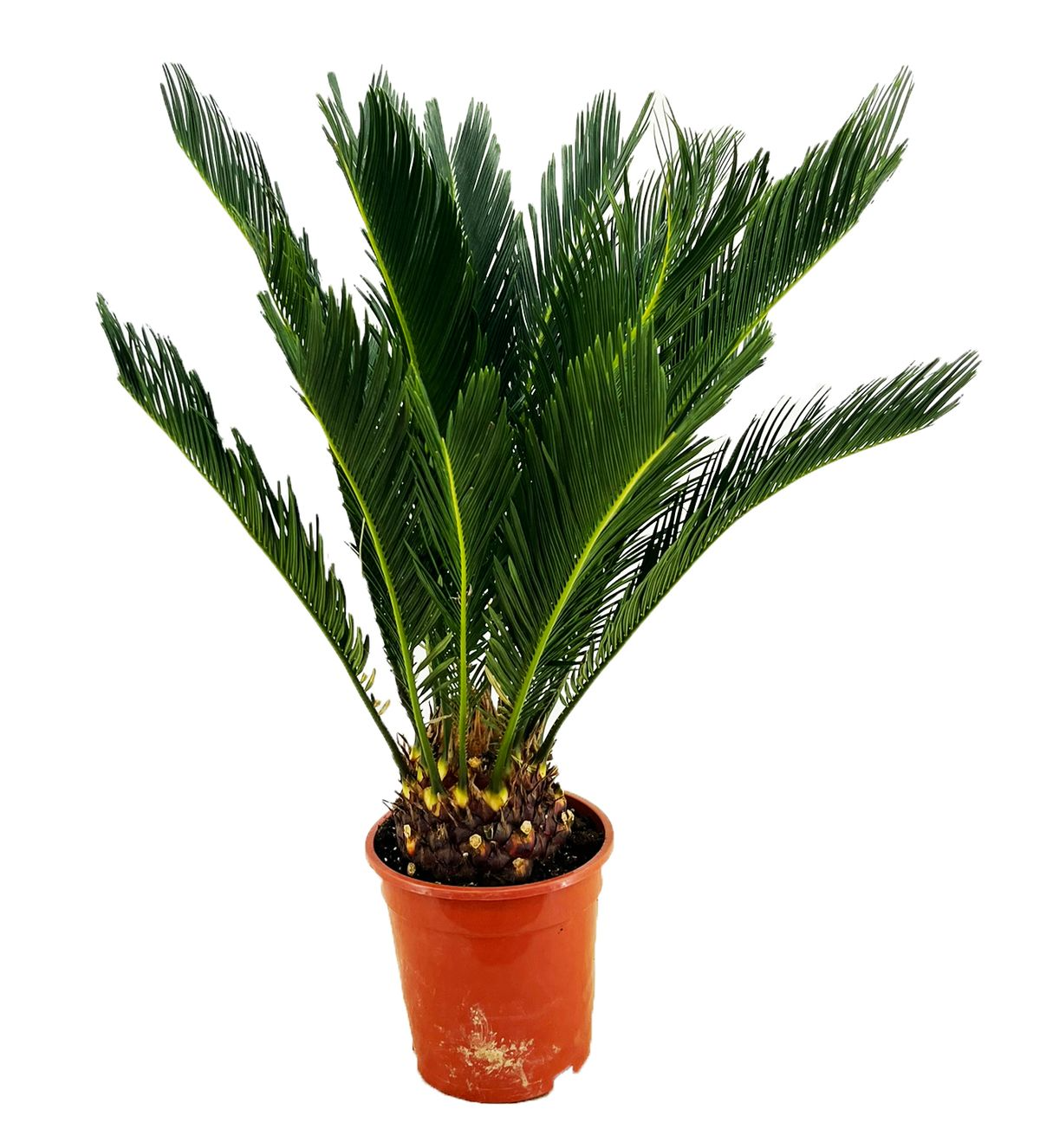 Cycas revoluta