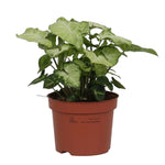 Syngonium 'White Butterfly'