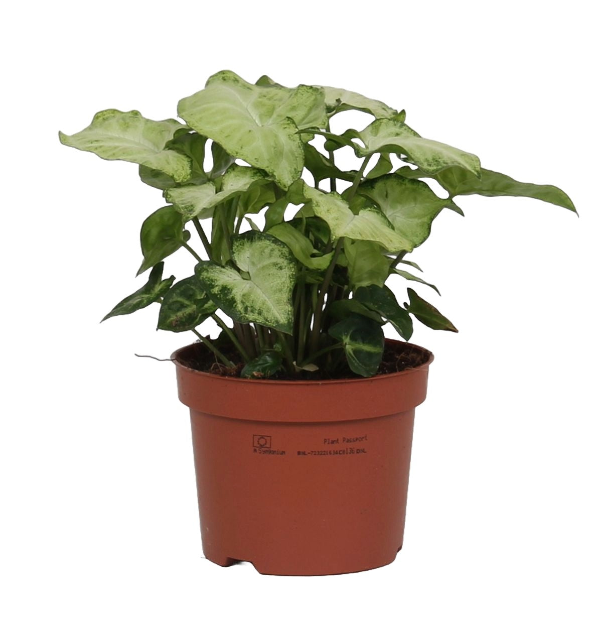 Syngonium 'White Butterfly'