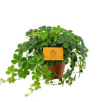 Parthenocissus Striata