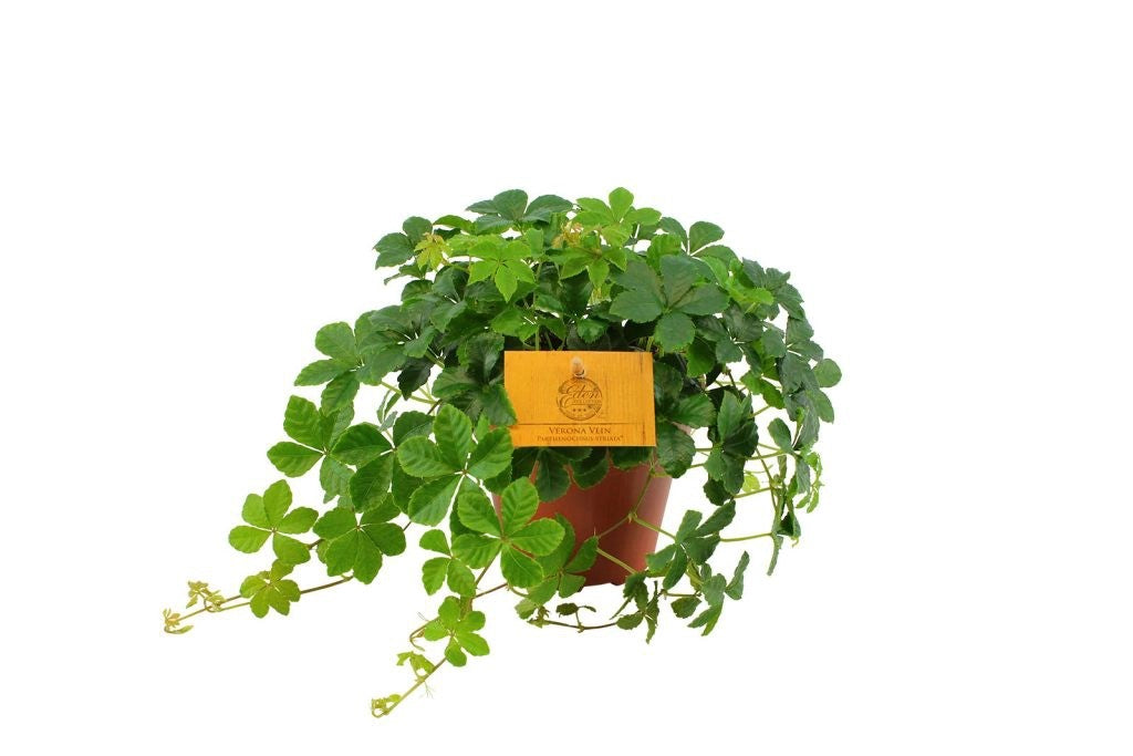 Parthenocissus Striata