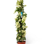 Bougainvillea XL Piramide Vera White