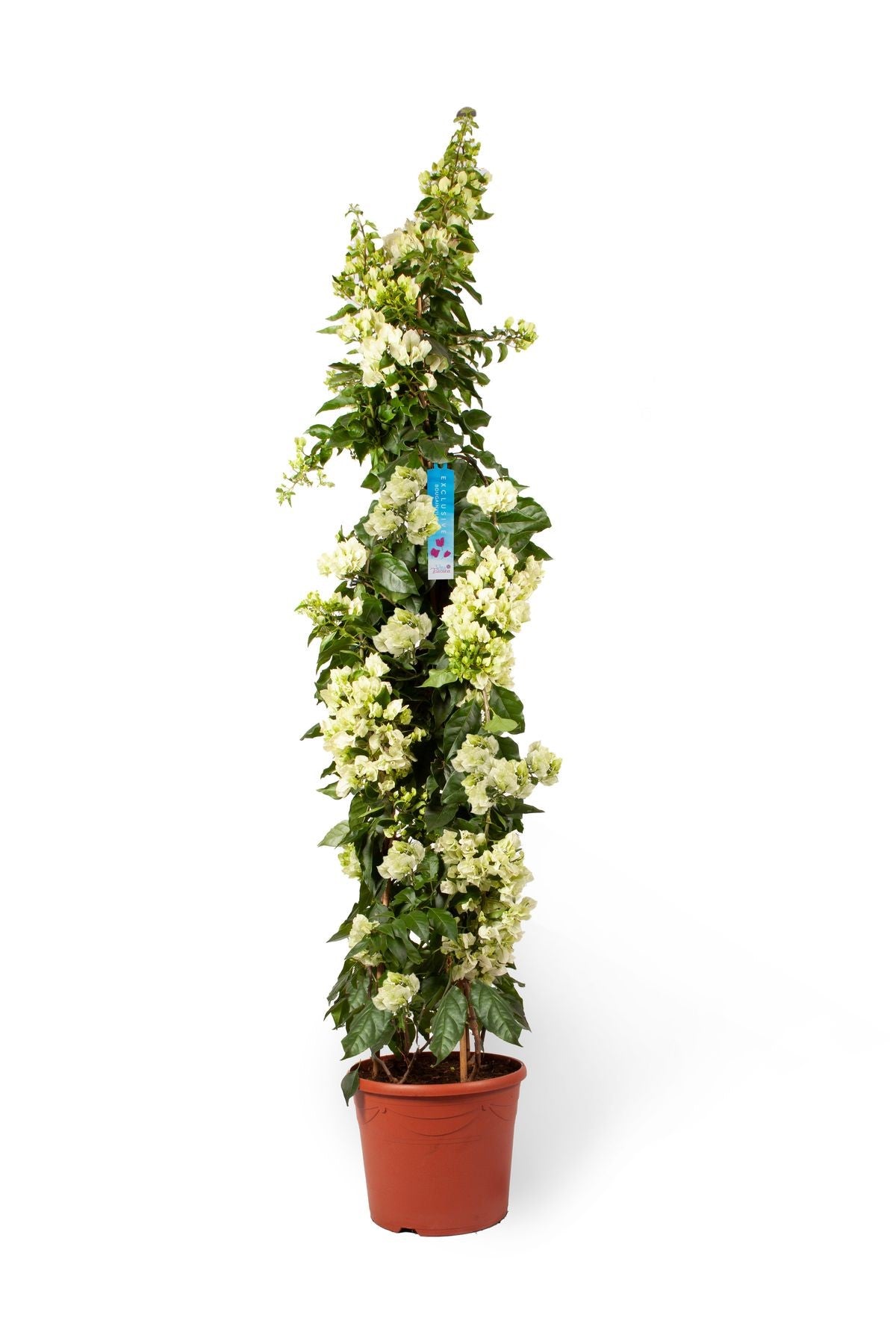 Bougainvillea XL Piramide Vera White