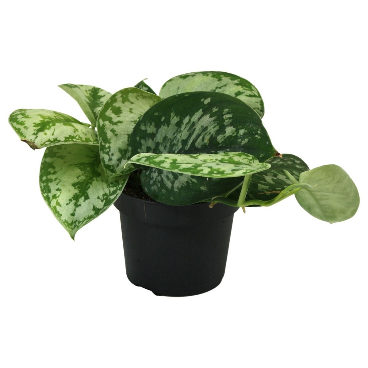 Scindapsus pictus trebie P12 H25