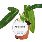 Anthurium Warocqueanum
