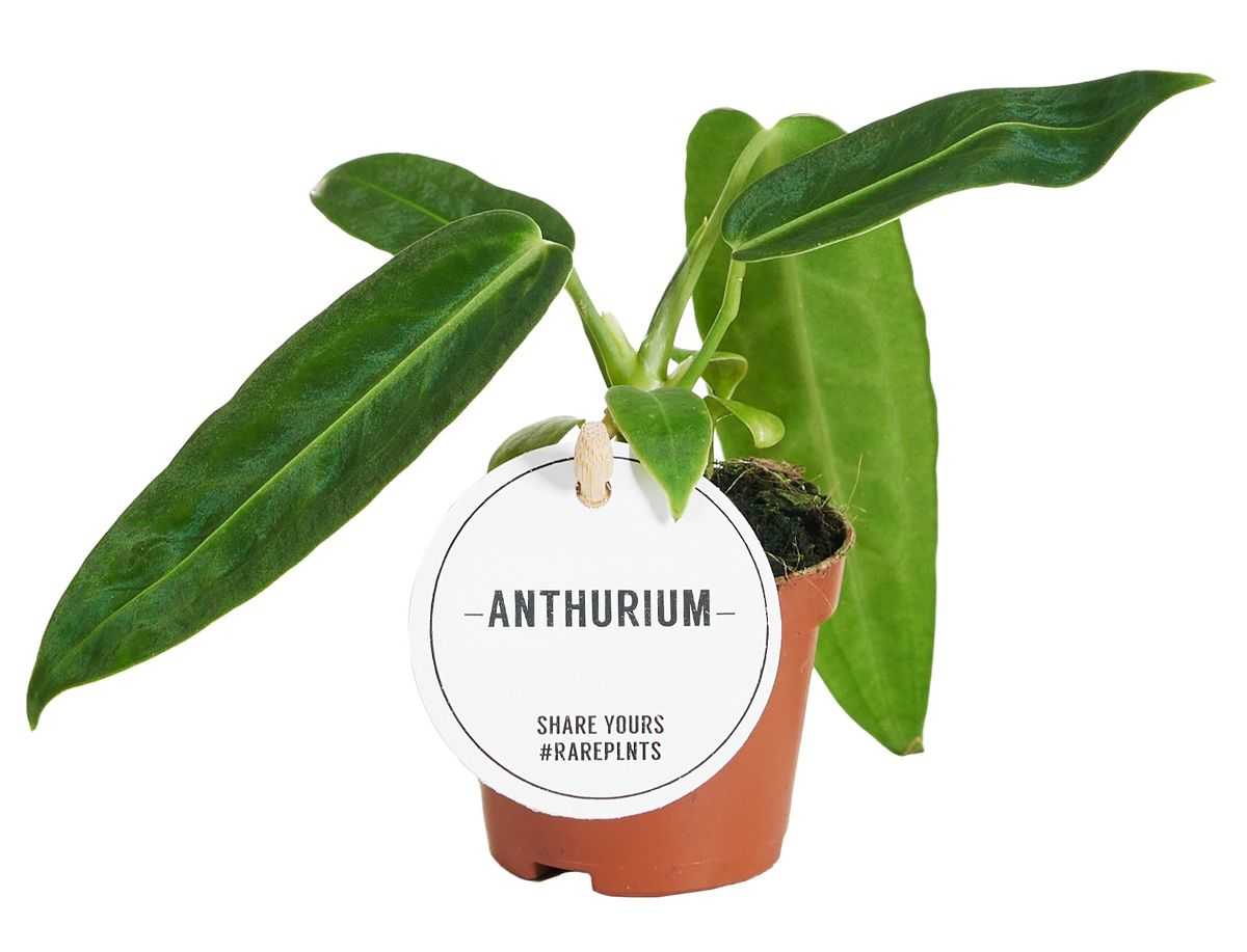 Anthurium Warocqueanum