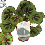 Begonia Masoniana Rock P12 H30