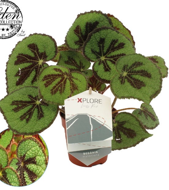 Begonia Masoniana Rock P12 H30
