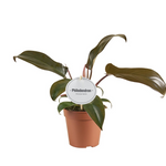 Philodendron Florida Bronze P12 H25
