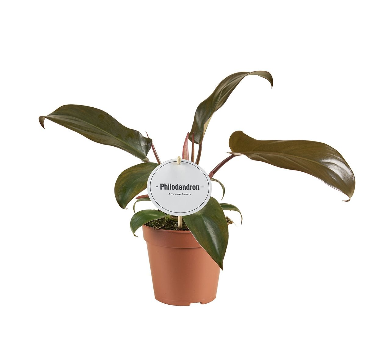 Philodendron Florida Bronze P12 H25