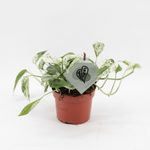 Epipremnum Marble Variegata P12 H20