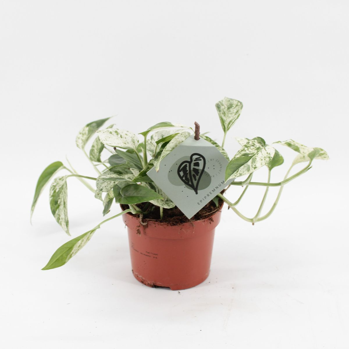 Epipremnum Marble Variegata P12 H20