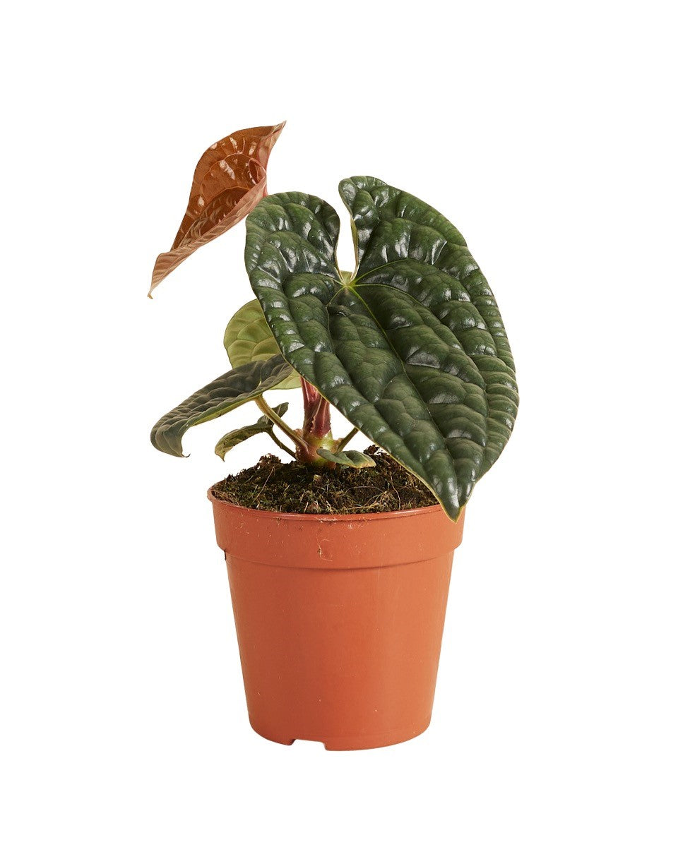 Anthurium Luxurians P12 H25