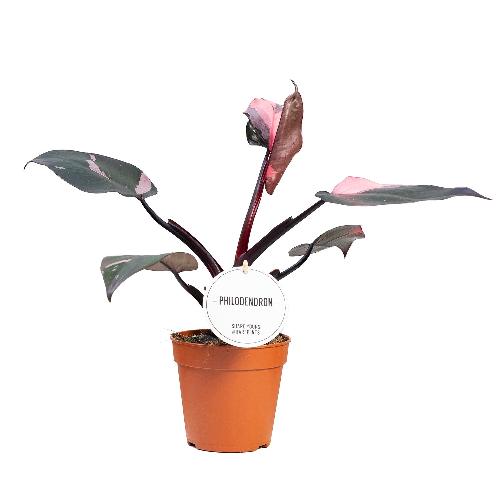 Alocasia	Pink Dragon P12 H25