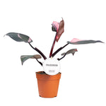 Philodendron Pink Princess P12 H25