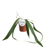 Anthurium Vittarifolium P12 H25