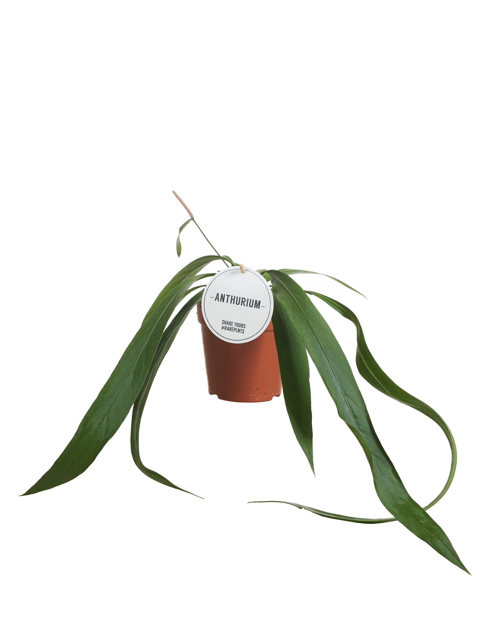 Anthurium Vittarifolium P12 H25