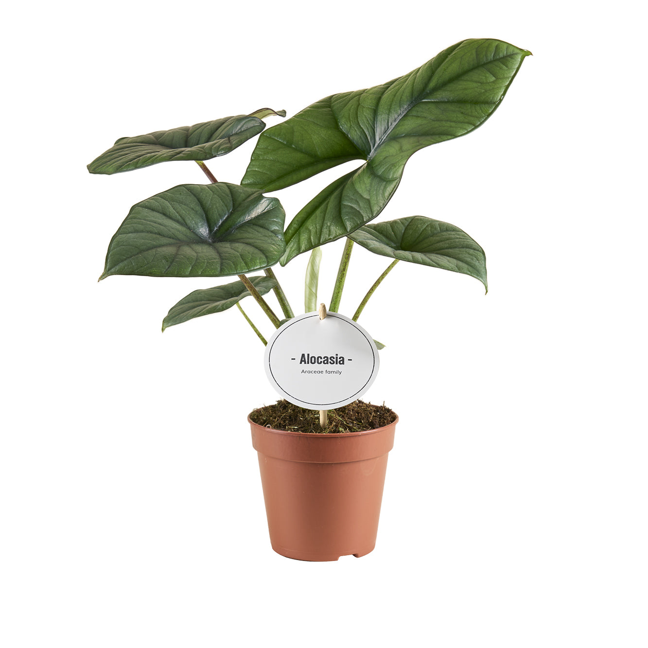 Alocasia Bisma Silver P12 H20