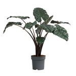 Alocasia Yucatan Princess P32 H150