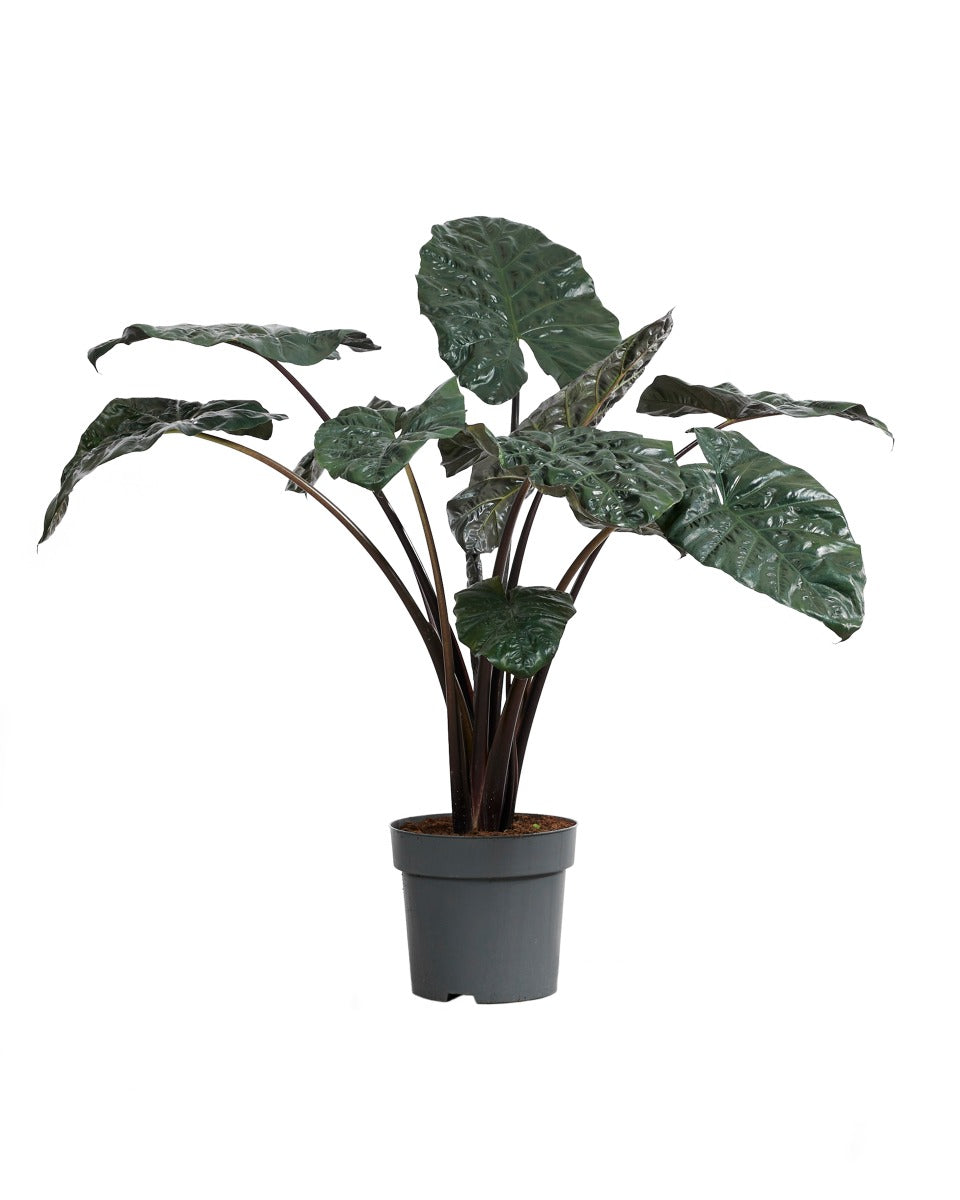 Alocasia Yucatan Princess P32 H150