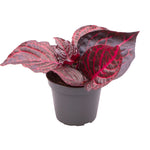 Herbstii Bloodleaf P6 H10