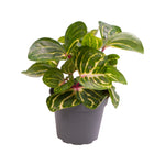 Herbstii Iresine P6 H10