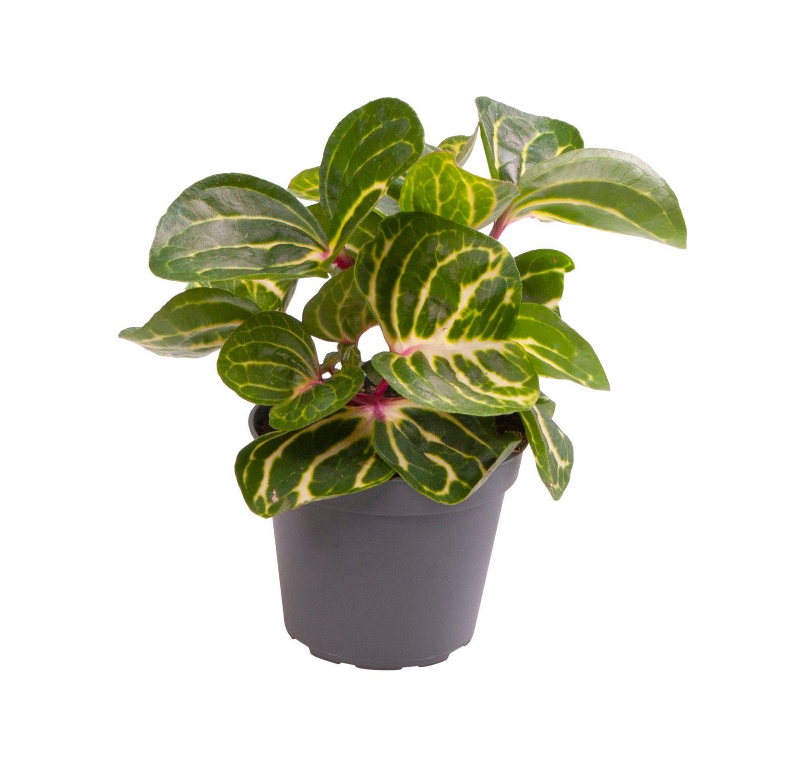 Herbstii Iresine P6 H10