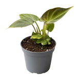 Philodendron Verrucosum P5 H5