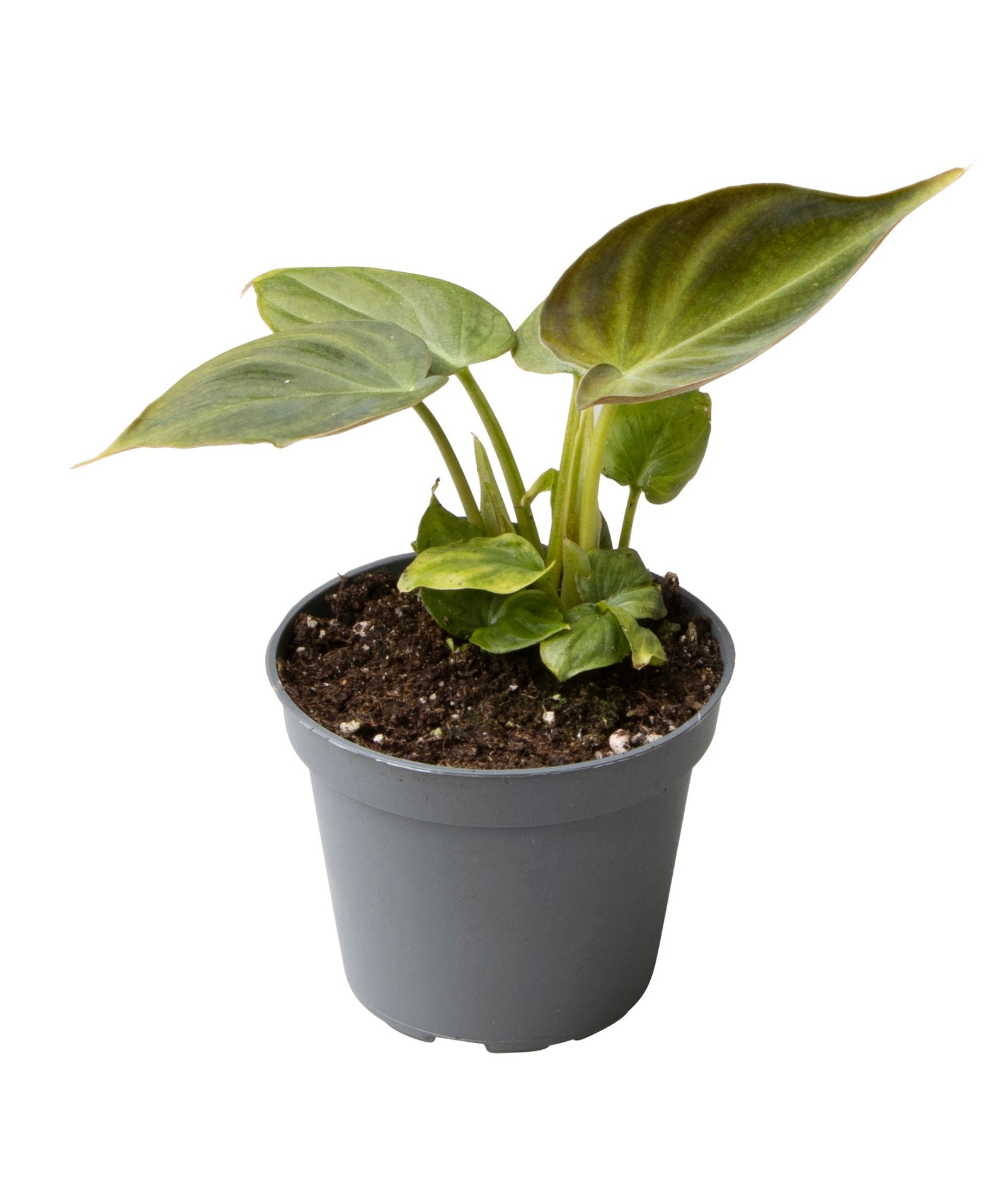 Philodendron Verrucosum P5 H5