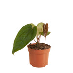 Anthurium Nigrolaminum Gigi x Forgetii P10.5 H25