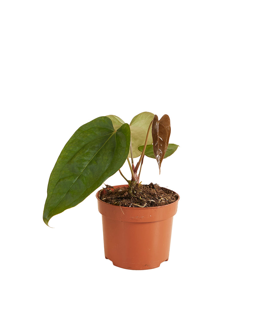 Anthurium Nigrolaminum Gigi x Forgetii P10.5 H25