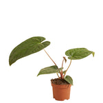 Anthurium Regale x Luxurians P10 H25