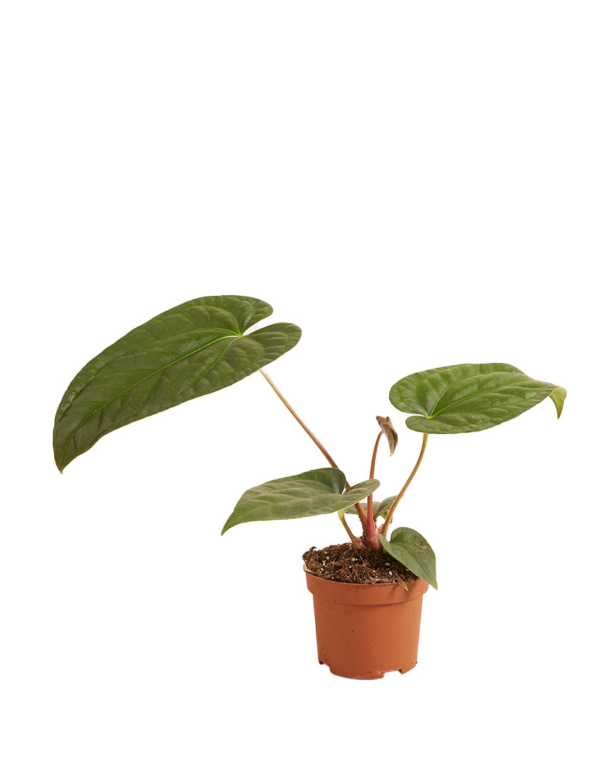 Anthurium Regale x Luxurians P10 H25